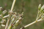 Pale Indian plantain